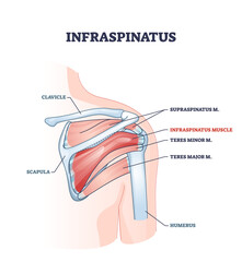 Poster - infraspinatus muscle and bone skeletal structure in human shoulder outline diagram. Labeled educational scheme with supraspinatus, teres minor and major inner physical body parts vector illustration.