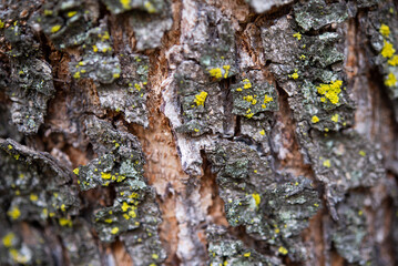 Macro photograph of Wood Patterns and textures with a shallow depth to enhance the textured effect