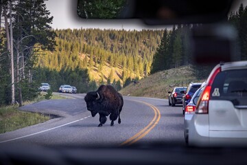 A bison roams through traffic in Yellowstone National Park.