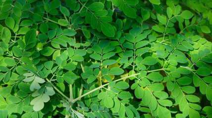 Fresh Green Moringa leaves Medicinal Plant (Moringa oleifera Lamk.) Natural Moringa leaves Green Background.