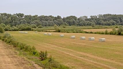 Wall Mural - Summer landscape with haystacks lined up on a meadow in the Flemish countryside in Bourgoyen nature reserve, Ghent, Flanders, Belgium 