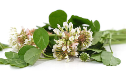 Sticker - Clover blossom with leaves.