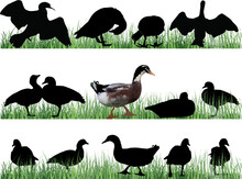 Black Ducks In Green Grass Isolated On White