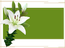 Pure White Lily Flower On Green Background