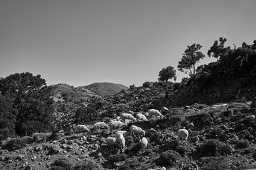 Wall Mural - A herd of sheep grazing in a mountain meadow in the Lefka Ori mountains on the island of Crete