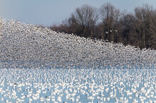 Hundreds Of Snow Geese Taking Off From Pond With Dark Woods In Background