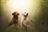 Fototapeta Psy - Psy w promieniach słońca