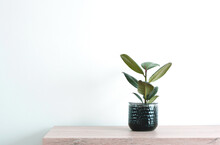 Beautiful Indoor Plant Rubber Plant Tree In Pot On Wooden Table In Front Of White Wall.