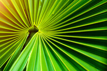 Close Up Of Lines And Texture Of Bright Green Fan Shaped Palm Leaf With A Light From A Side