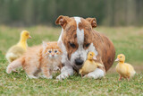 Fototapeta Mapy - Group of pets together outdoors in summer. Little kitten, dog and ducklings.