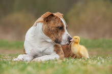 American Staffordshire Terrier Dog With Little Duckling