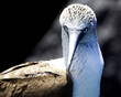 Head on portrait of a Blue Footed Booby (Sula nebouxii) with eyes staring at directly at camera in the Galapagos Islands, Ecuador.