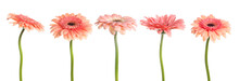 Set With Beautiful Pink Gerbera Flowers On White Background. Banner Design