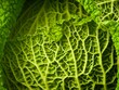canvas print picture Savoy Cabbage 