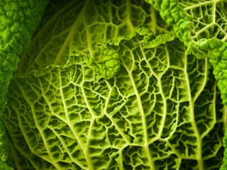 Canvas Print - Savoy Cabbage 