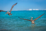 Fototapeta Zwierzęta - pelican in flight