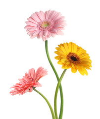 Sticker - Beautiful colorful gerbera flowers isolated on white