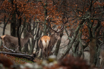 Wall Mural - re deer in the bulgaria mountains. deer in the wood. animals during winter. european nature.