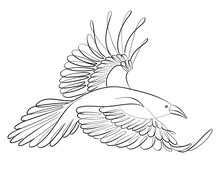 Logo Raven Bird Animal Fauna Tattoo Freedom Mind Cunning  - Calligraphic Swirls Black White Hand Drawn Digital Graphic Vector Illustration 
