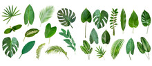 Set Of Tropical Green Leaves Isolated On White Background.