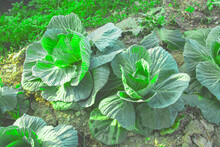 Growing Cauliflower On The Ground