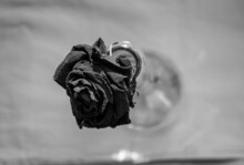 Schwarze Rose Von Oben In Einer Vase