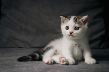 Wall Mural - Scottish fold kitten sitting on black background. Tabby White Kitten on gray background in studio.