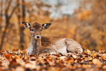 Fawn Colored Young European Fallow Deer Lying Down In Autumn Forest