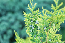 Thuja Branches On A Blurred Green Background, Thuja Growing In The Yard