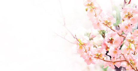 Fotomurales - Horizontal banner with Japanese Quince flowers (Chaenomeles japonica) of pink color on sunny backdrop
