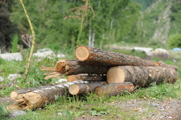 Wall Mural - Almaty / Kazakhstan - 06.09.2011 : Cleaning of trees felled by a hurricane. Utility employees saw and remove logs from the Central roads around the mountains.