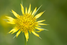 Yellow Wild Flower Of Meadow Salsify Close Up. Goatsbeard (Tragopogon Pratensis) Blooms In The Meadow In Spring.