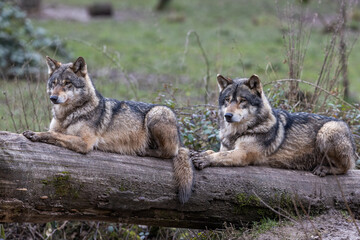 Wall Mural - grey wolf in the forest