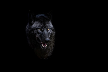 Leinwandbilder - Portrait of a black wolf with a black background