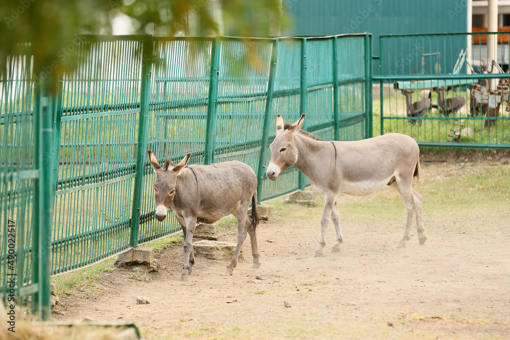 Grey donkeys in zoological garden