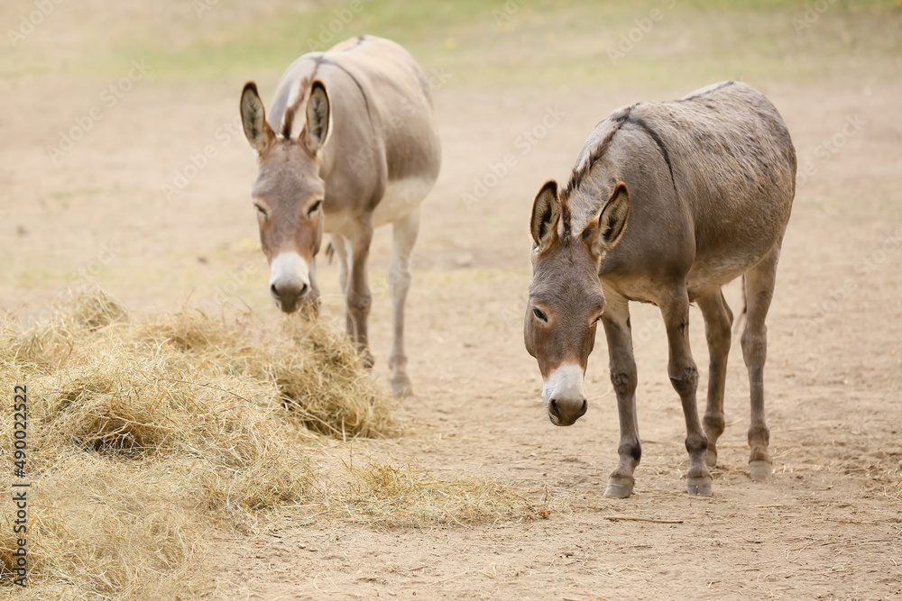 Grey donkeys in zoological garden