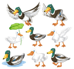 Set of different poses of ducks cartoon characters