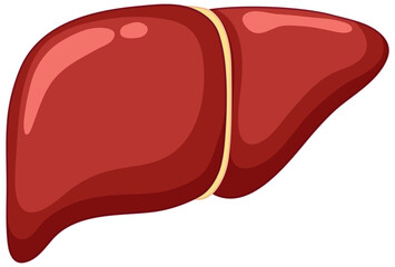 Canvas Print - Healthy Liver on white background