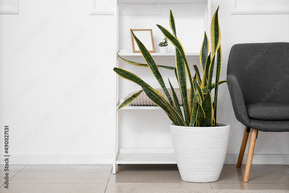 Comfortable armchair and houseplant near white wall