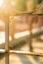Cobweb On Frame Backlit By Evening Sunshine