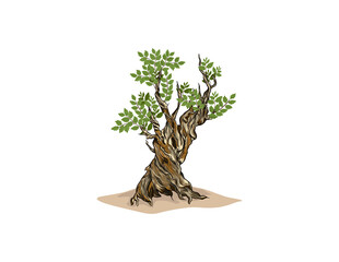 oldest tree vector illustration isolated on white
