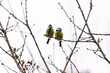 Eurasian blue tit is a small passerine bird in the tit family, recognisable by its blue and yellow plumage