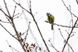 Eurasian blue tit is a small passerine bird in the tit family, recognisable by its blue and yellow plumage