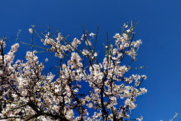 Canvas Print - Branches d'amandier en fleur. Ciel bleu.