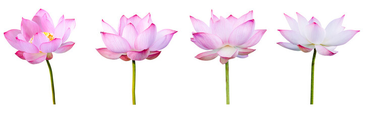 Canvas Print - Lotus flower collections isolated on white background. File contains with clipping path.