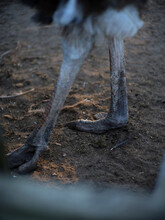 Close-up Of The Legs Of An Ostrich Outdoors