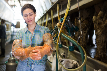 Skilled asian dairy-woman working in cowshed, preparing for machine milking cows ..