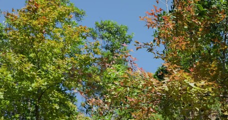 Wall Mural - autumn maple tree plant leave