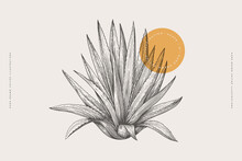 Hand-drawn Blue Agave Bush. Tropical Plant On A Light Background Isolated. Can Be Used For Your Design. Vintage Botanical Illustration In Engraving Style.