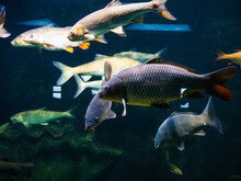 Freshwater River Fish Under Water In The Aquarium